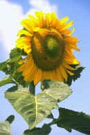 Sunflower)